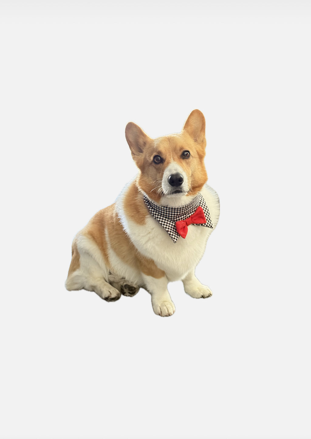 Dog bow tie bandana